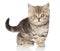 Scottish shorthair kitten