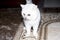 Scottish silver chinchilla cat on the floor