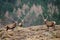 Scottish stag - Glen Etive