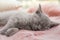 Scottish straight baby cat sleeping on furry blanket