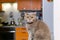 Scottish straight cat close-up against a blurred interior