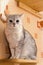 Scottish straight cat with ears down sitting on a wooden shelf. torn ruined wallpaper and feeling guilty