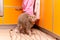 Scottish straight cat walks at the feet of his owner in the kitchen