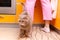 Scottish straight cat walks at the feet of his owner in the kitchen