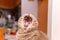 Scottish straight cat yawns exposing fangs