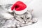 Scottish straight Christmas cat in a red santa hat sleeps on a white blanket. Pets, Christmas stories with pets.