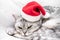 Scottish straight Christmas cat in a red santa hat sleeps on a white blanket. Pets, Christmas stories with pets.