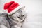 Scottish straight Christmas cat in a red santa hat sleeps on a white blanket. Pets, Christmas stories with pets.