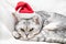 Scottish straight Christmas cat in a red santa hat sleeps on a white blanket. Pets, Christmas stories with pets.