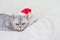 Scottish straight Christmas cat in a red santa hat sleeps on a white blanket. Pets, Christmas stories with pets.