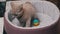 Scottish Straight-eared Gray Kitten Plays with a Ball in His Bed