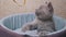 Scottish Straight-eared Gray Kitten Plays with a Ribbon in His Bed