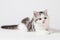 Scottish Straight kitten lying on white background