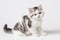 Scottish Straight kitten sitting on white background