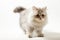 Scottish Straight longhair kitten staying four legs against a white background