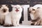 Scottish straight and scottish fold kittens. Three purebred kittens on a dark background