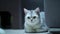 Scottish Straight Silver Chinchilla cat lying on floor and looking around