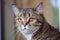 Scottish straight tabby female beautiful cat with orange eyes looks attentively ahead