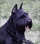 Scottish Terrier