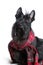 Scottish terrier