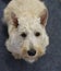 Scottish Terrier