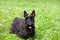 Scottish terrier