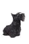 Scottish terrier