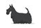 Scottish Terrier, Aberdeen Terrier, Scottie Breed