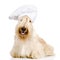 Scottish Terrier in chef\'s hat. isolated on white background