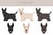 Scottish terrier dogs in different poses and coat colors. Adult and puppy scottie set