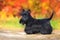 Scottish Terrier portrait