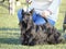 Scottish Terrier poses for the press after winning the show