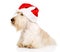 Scottish Terrier in red christmas Santa hat. on