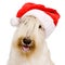 Scottish Terrier in red christmas Santa hat. isolated on white b