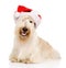 Scottish Terrier in red christmas Santa hat. on white b