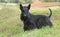 The Scottish Terrier (Scottie)