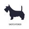 Scottish Terrier or Scottie. Adorable small dog of hunting breed, side view. Cute lovely little purebred pet animal