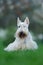 Scottish terrier, white, wheaten cute dog on green grass lawn, white flower in the background, Scotland, United Kingdom