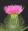 Scottish thistle