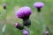 Scottish Thistle with bright purple head