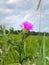 Scottish Thistle in green summer field