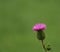 Scottish Thistle pink flower with copyspace