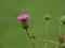 Scottish Thistle pink flowers on green background