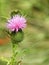 Scottish Thistle pink to purple flower blooms and thorns