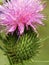 Scottish Thistle purple bloom closeup