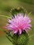 Scottish Thistle purple bloom covered in pollen