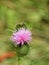 Scottish Thistle purple flower and deceptive thorns