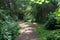 Scottish Tree lined Footpath with Sunlight and Shadows.