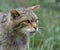 Scottish wildcat