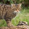 Scottish Wildcat